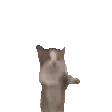 [a small, transparent gif of a kitten jumping on its hind legs and waving its arms]